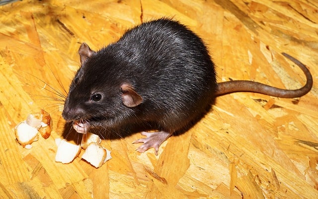 Rats vs. Gerbils 