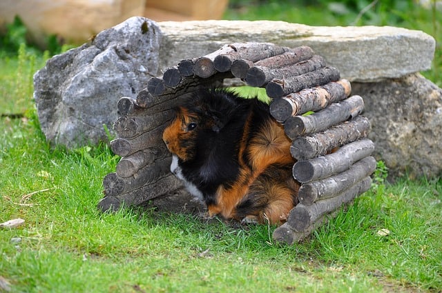 Top 10 Best Guinea Pig Hideouts