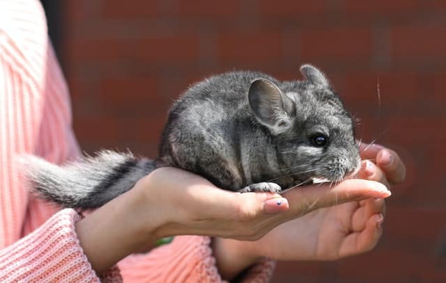 Chinchillas