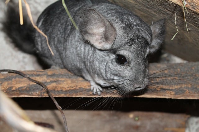 Chinchillas