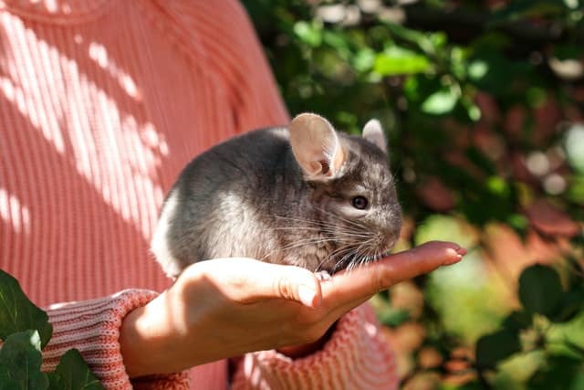 Chinchillas in California