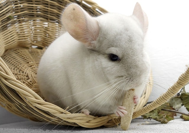 Chinchillas in California