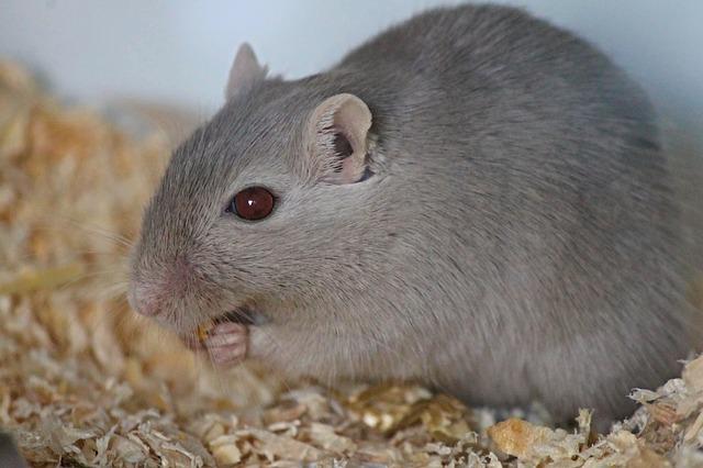 Gerbils and Music