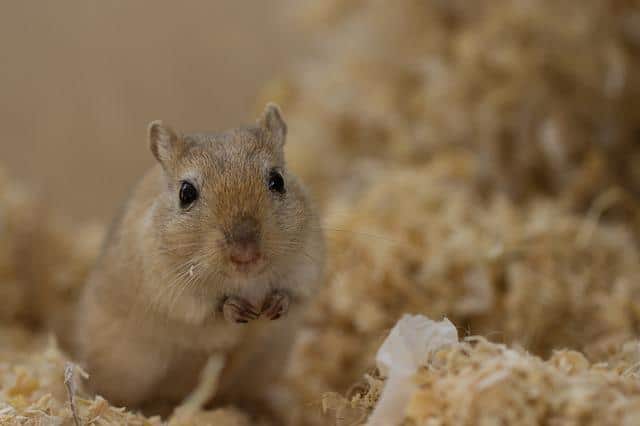 Gerbils and Music