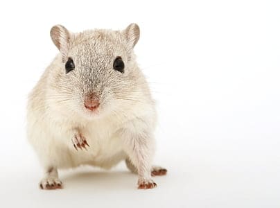 Gerbils