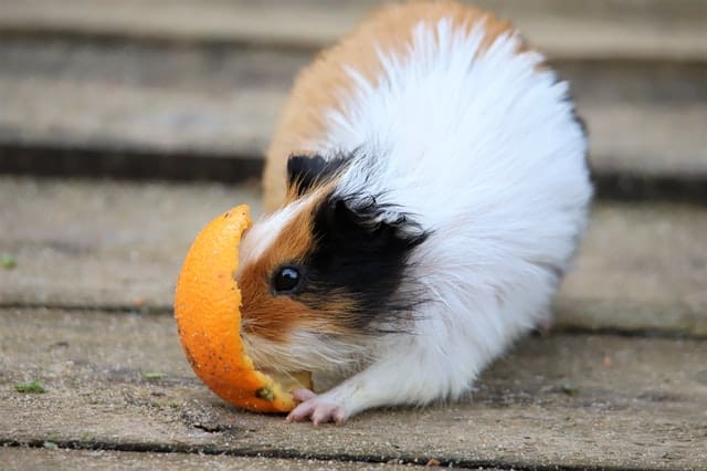 Guinea Pigs Hibernate