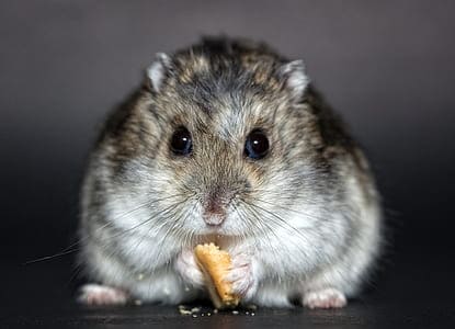 pregnant chinese dwarf hamster