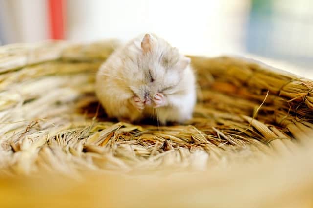 Hamsters Hibernate