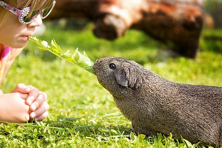 guinea pig