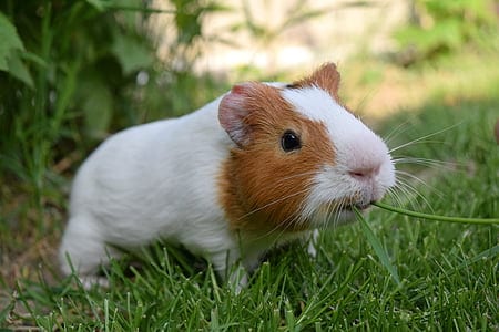 guinea pig