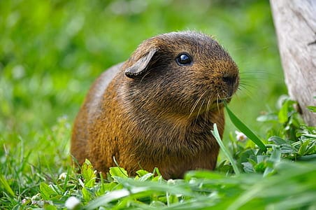 guinea pig