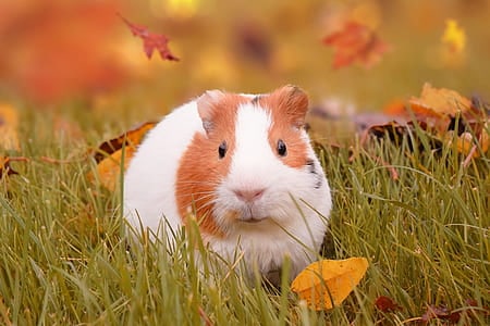 guinea pig