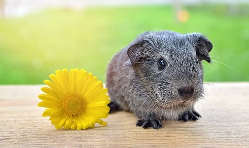 guinea pig