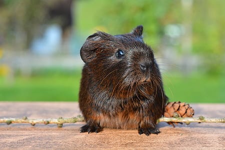 guinea pig