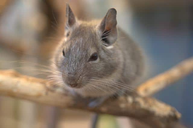 are chinchillas smelly