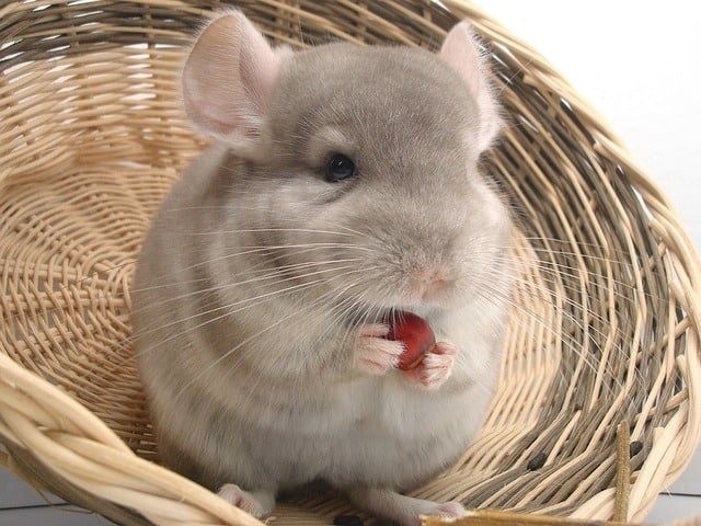 Chinchillas Smell