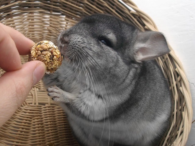 are chinchillas smelly