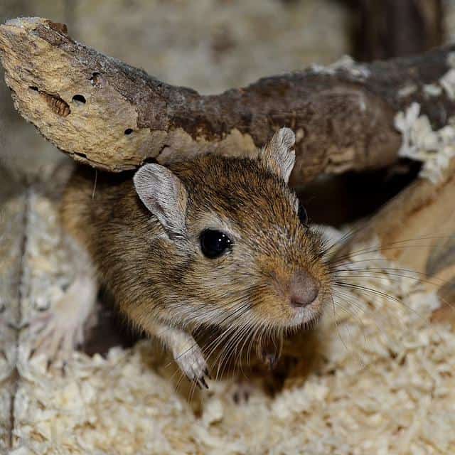 Gerbils Friendly