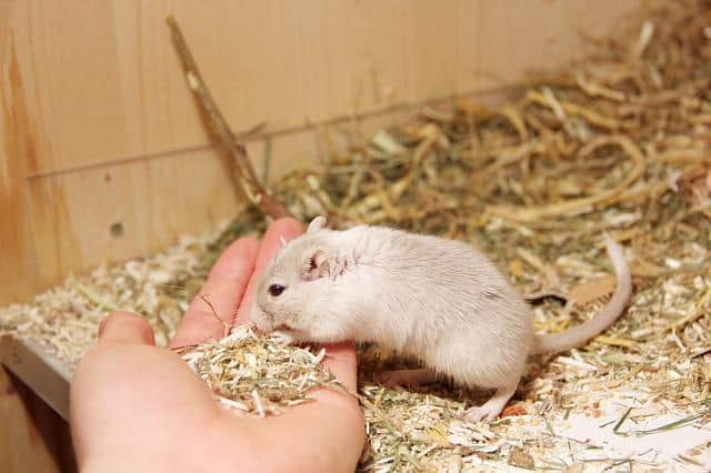 Gerbils Friendly