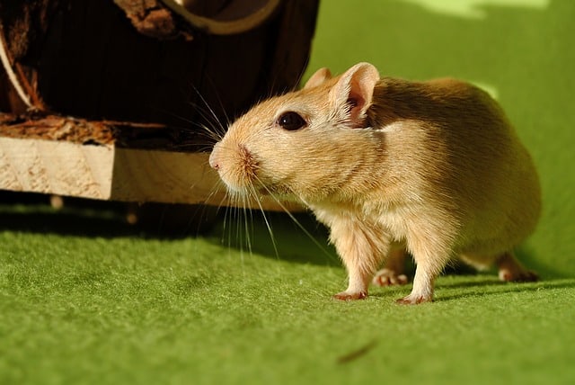 Gerbils Friendly