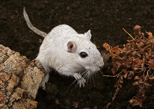 Gerbils Friendly