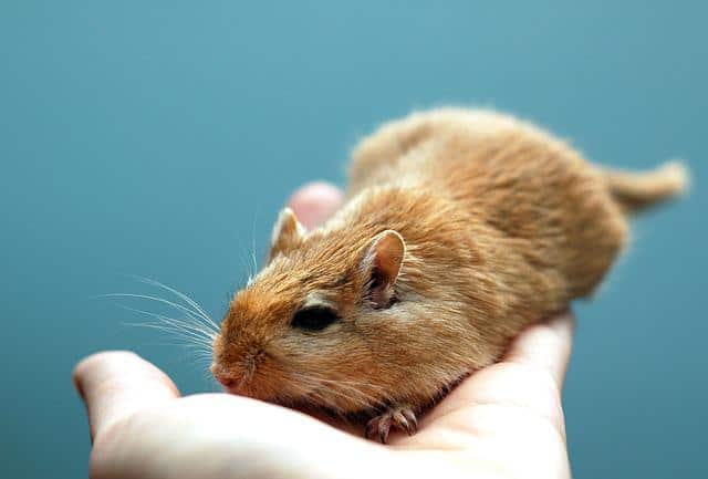 https://pocketsizedpets.com/are-gerbils-really-that-social/