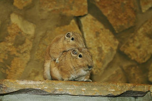 Gerbils Friendly