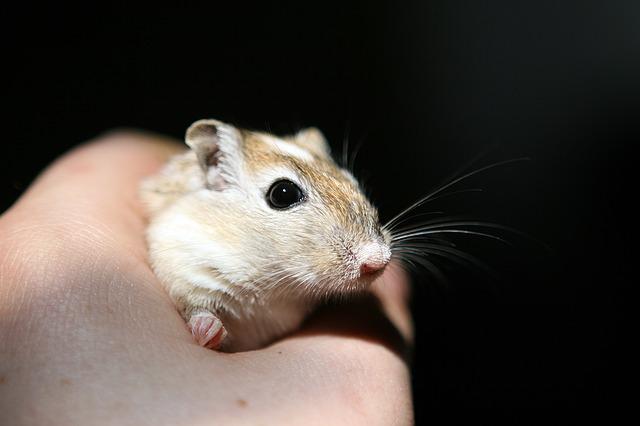 Gerbils Friendly