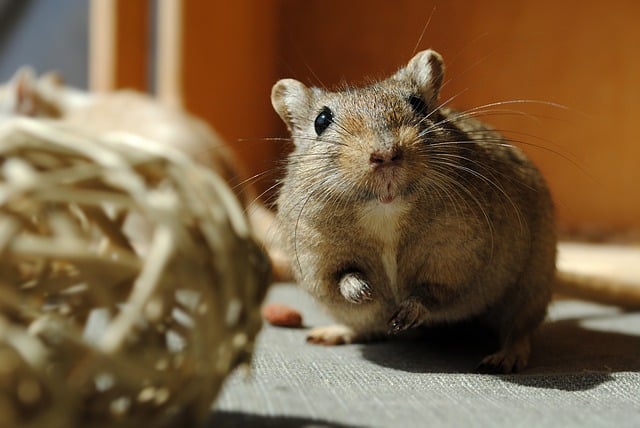 Gerbils Originate