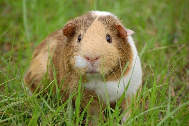 Guinea Pigs See