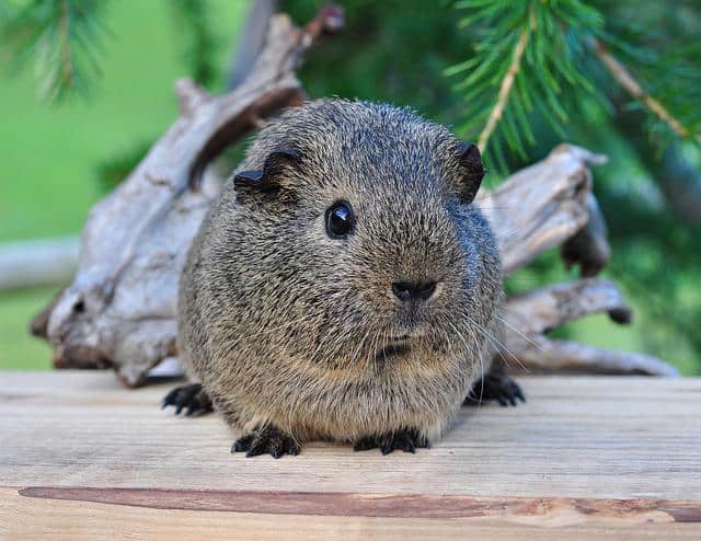 Guinea Pigs See