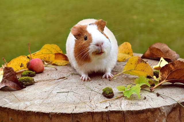 Guinea Pigs See