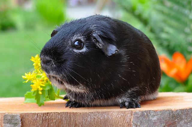 Guinea Pigs See
