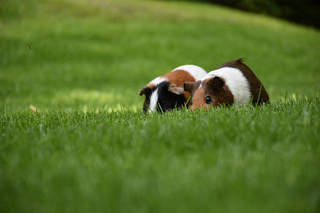 Guinea Pigs See