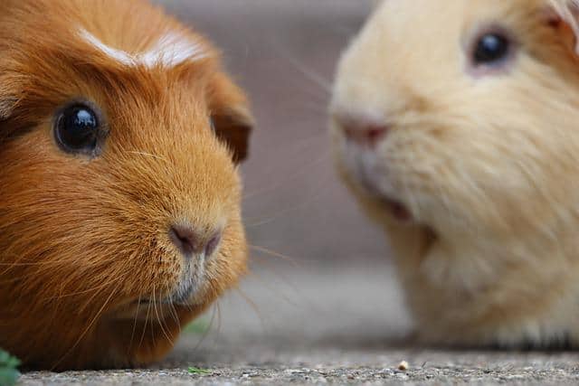 Guinea Pigs See