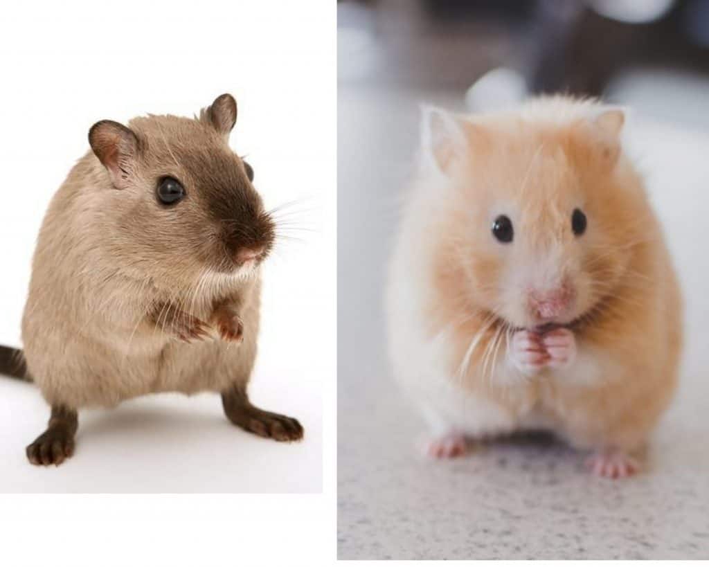 Hamsters and Gerbils