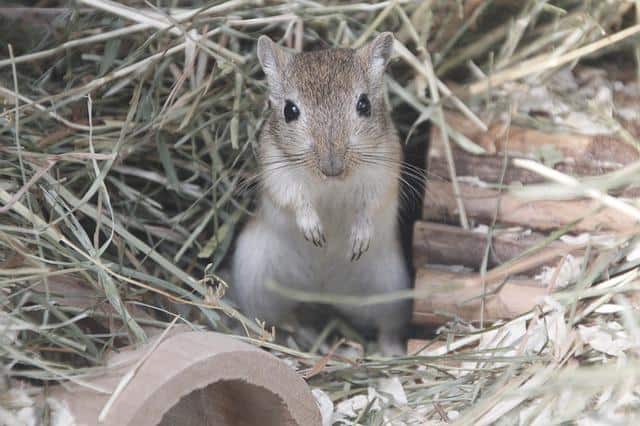 Stressed Gerbil