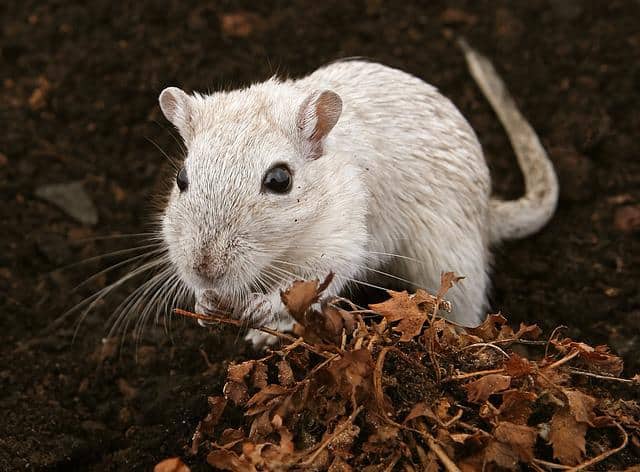 Stressed Gerbil