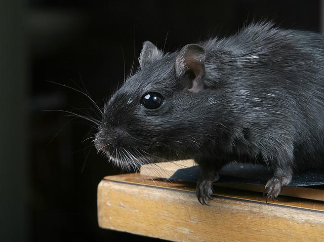 Stressed Gerbil