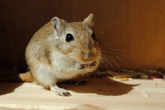 Stressed Gerbil