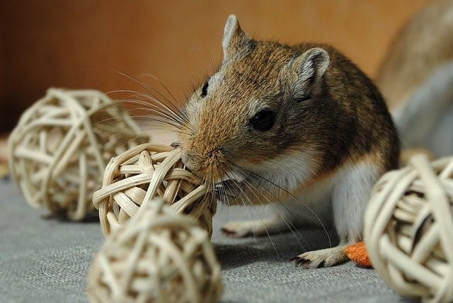 stressed gerbil