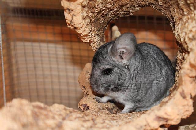 Chinchilla Bathe