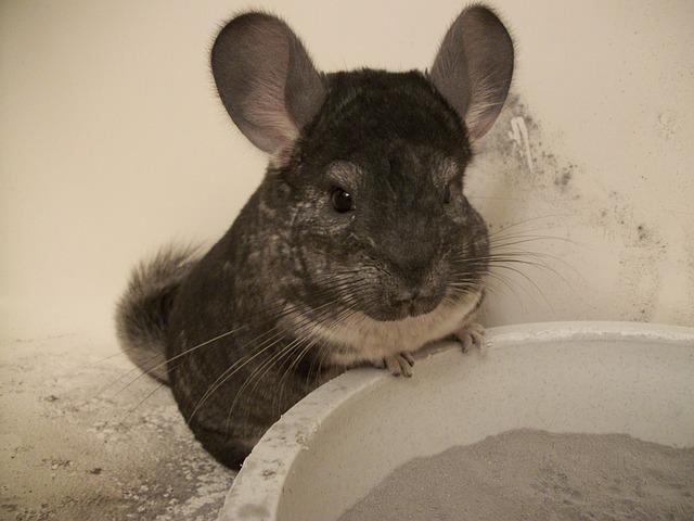 Chinchilla Bathe