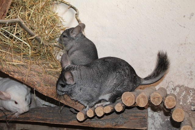 Chinchilla Bathe