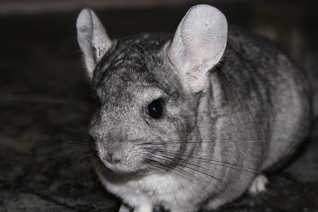 Chinchilla Bathe