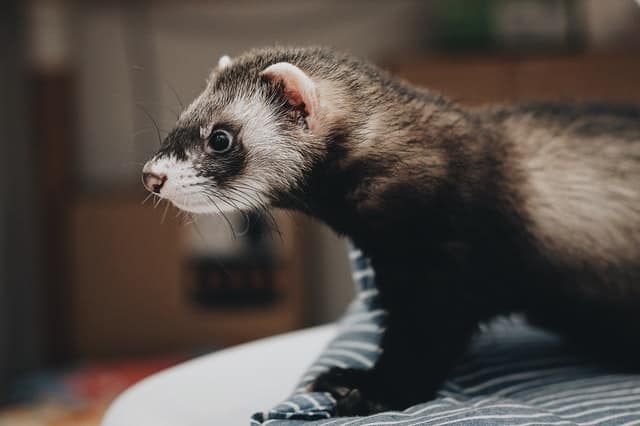 Ferrets