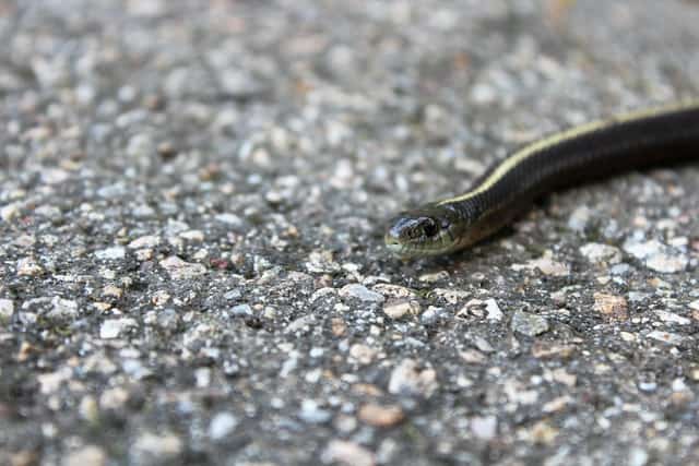 Garter Snake Bite