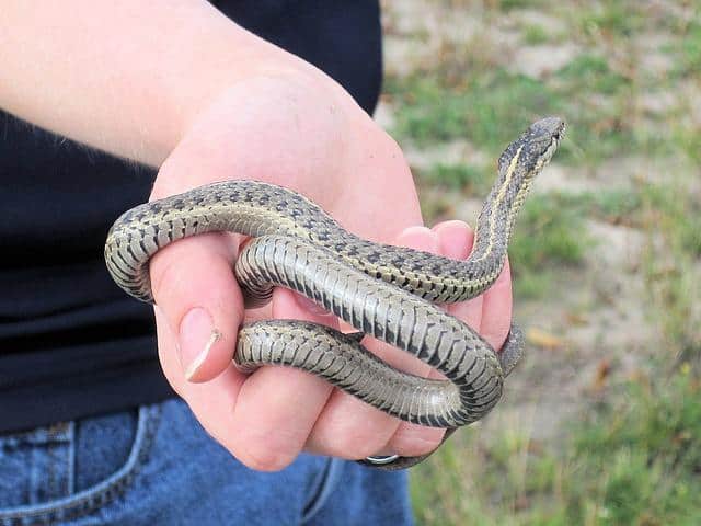 Garter Snake Bite