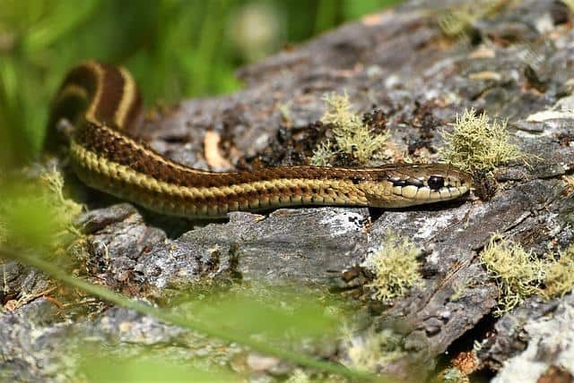 Garter Snake Bite