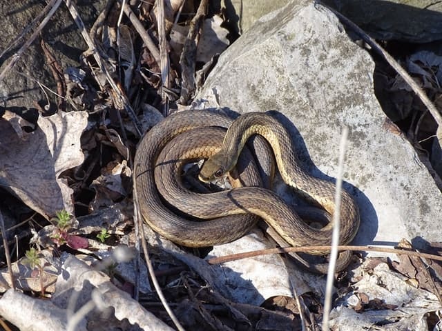 Garter Snake Bite